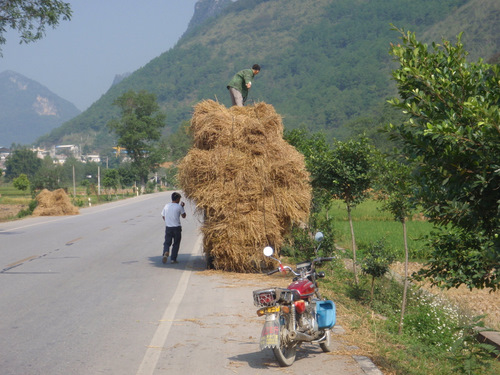 Loading up Rice Stalks.